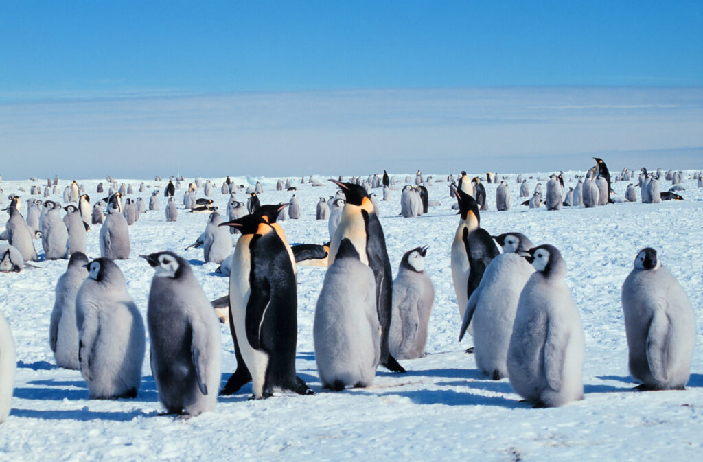 Flora and Fauna (Antarctica)