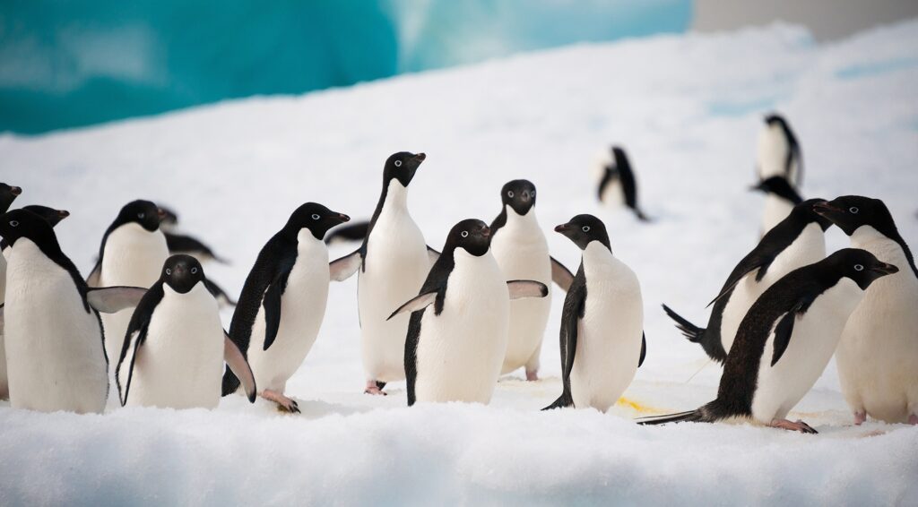 Flora and Fauna (Antarctica)